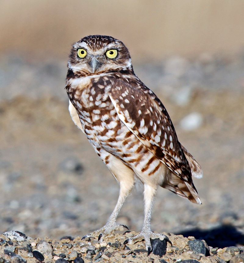 Western burrowing owl standing on the landscape.